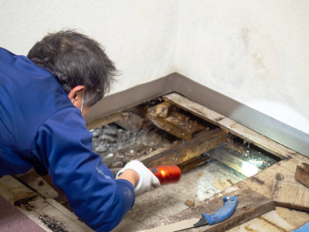 Best Residential Mold Remediation in Charles Town, WV