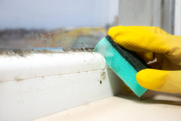 Best Post-Flood Mold Remediation in Charles Town, WV