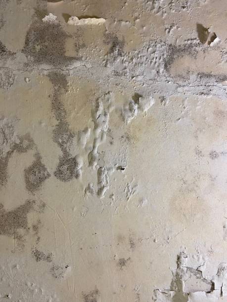 Best Localized Mold Remediation (e.g., coastal areas, humid climates) in Charles Town, WV
