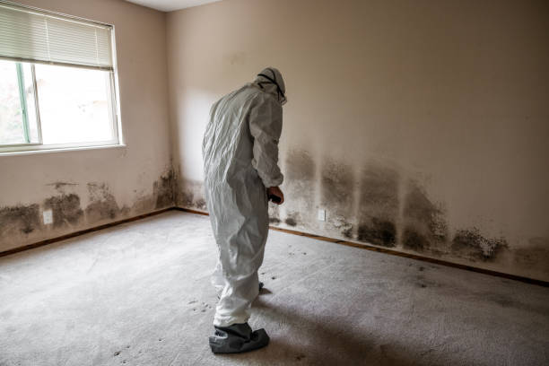 Best Post-Flood Mold Remediation in Charles Town, WV