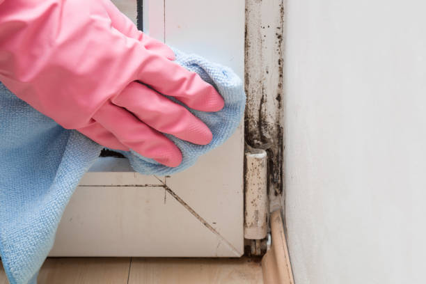 Best White Mold Remediation in Charles Town, WV