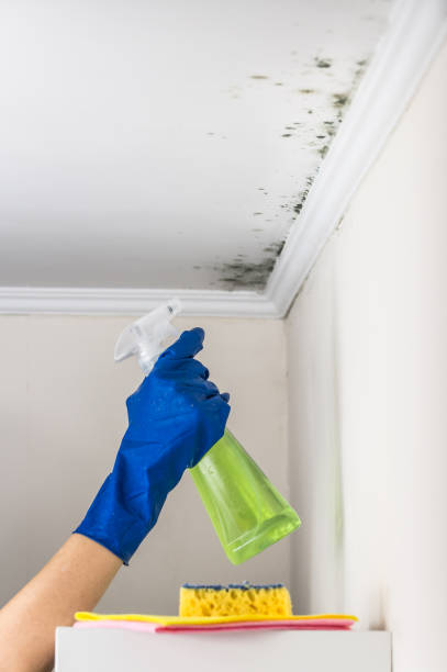 Best Basement Mold Remediation in Charles Town, WV